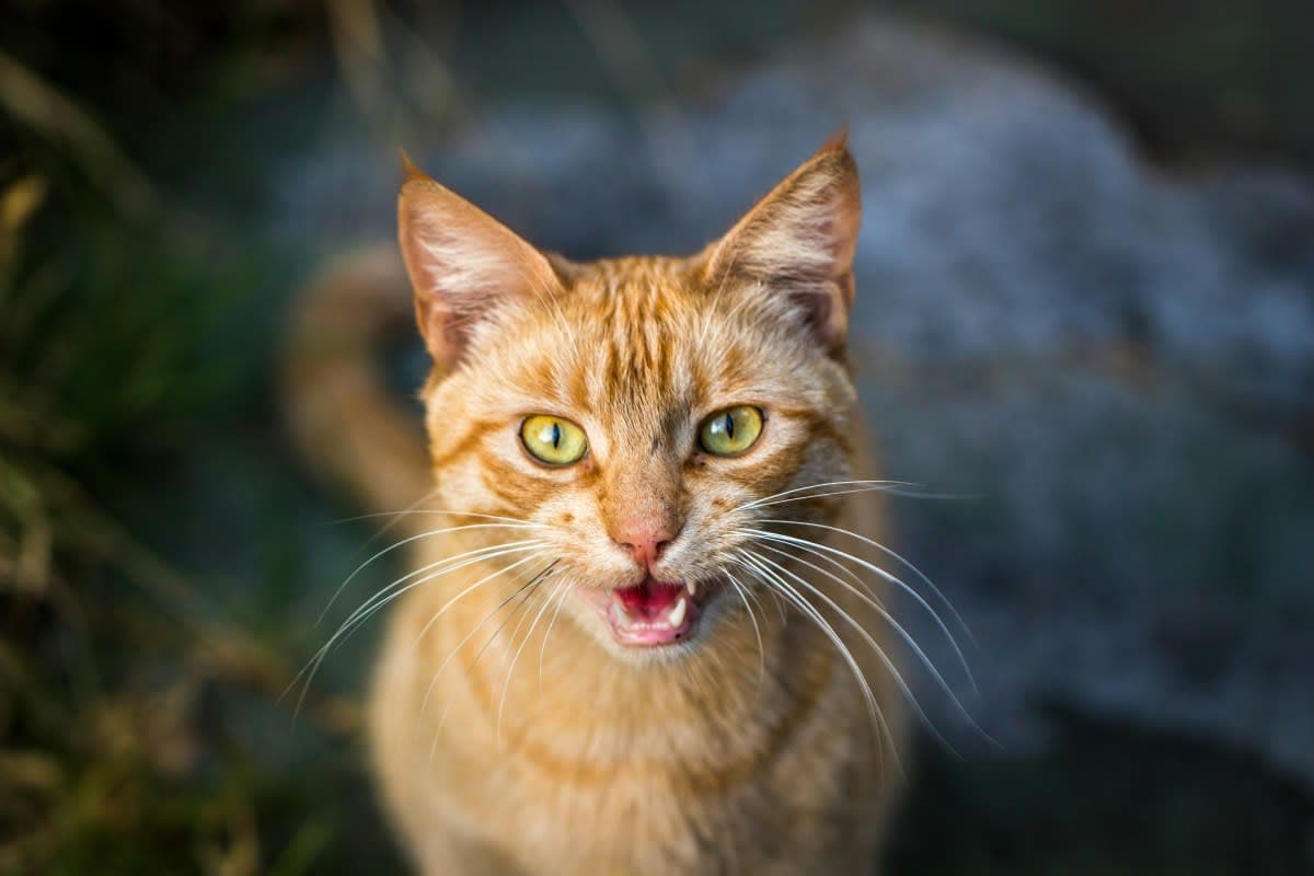 猫咪叫个不停？解析猫咪过度叫的原因及应对策略