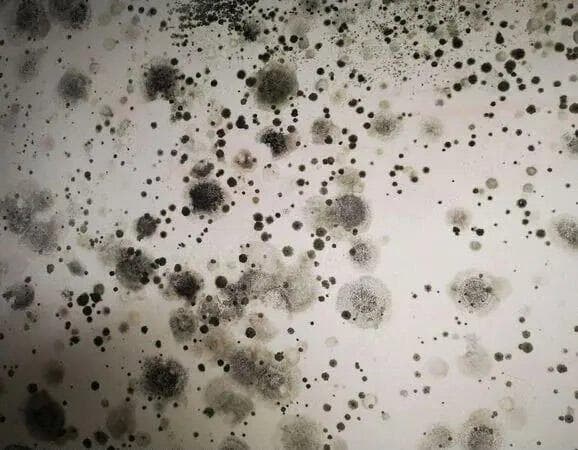 抗菌剂全景：分类、作用机制与应用领域