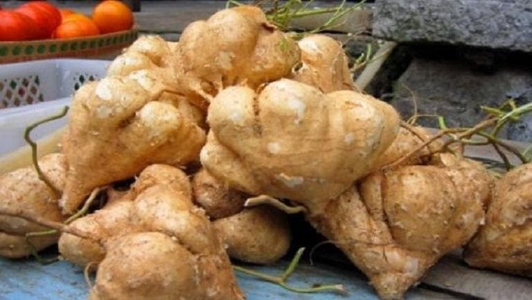 凉薯热量：低热量高营养的健康食材