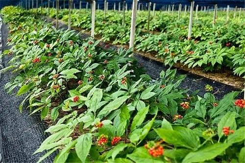 从选种到收获：一文掌握人参种植技术要点