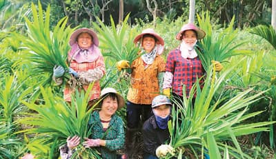斑兰种出“幸福香”（新时代·新侨乡）