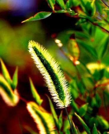 春草，清明时节的美丽植物（探秘春草的生命力与魅力）