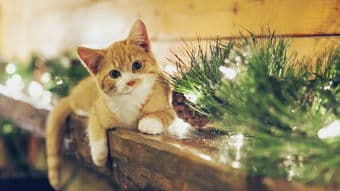 科学喂猫，量食有度。
