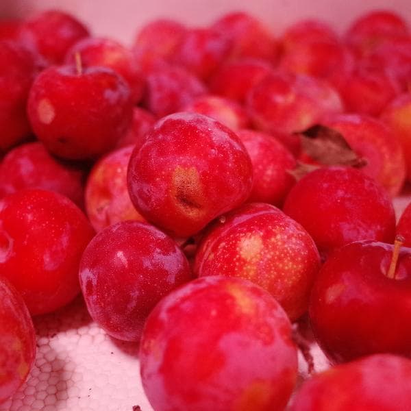 缺铁吃什么食物