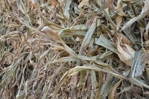 青储饲料制作全攻略：从原料准备到密封发酵