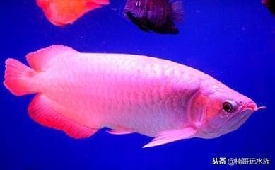 鱼缸架子高度多少合适？如何选择适合的鱼缸架子高度？