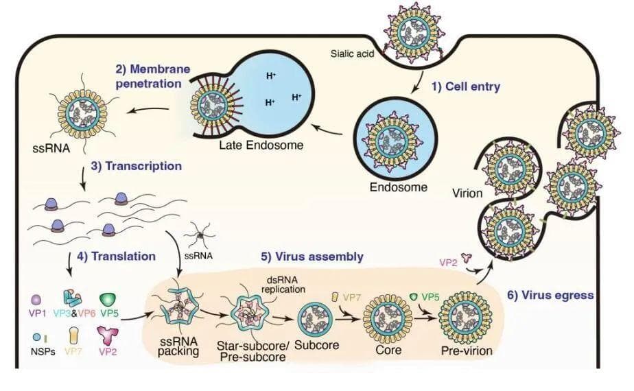 Cell最新研究：揭秘双链RNA病毒BTV在宿主细胞内的复制组装机制