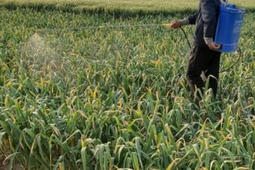 大蒜病虫害防治指南：紫斑病、软腐病、叶枯病、灰霉病的症状与防治方法