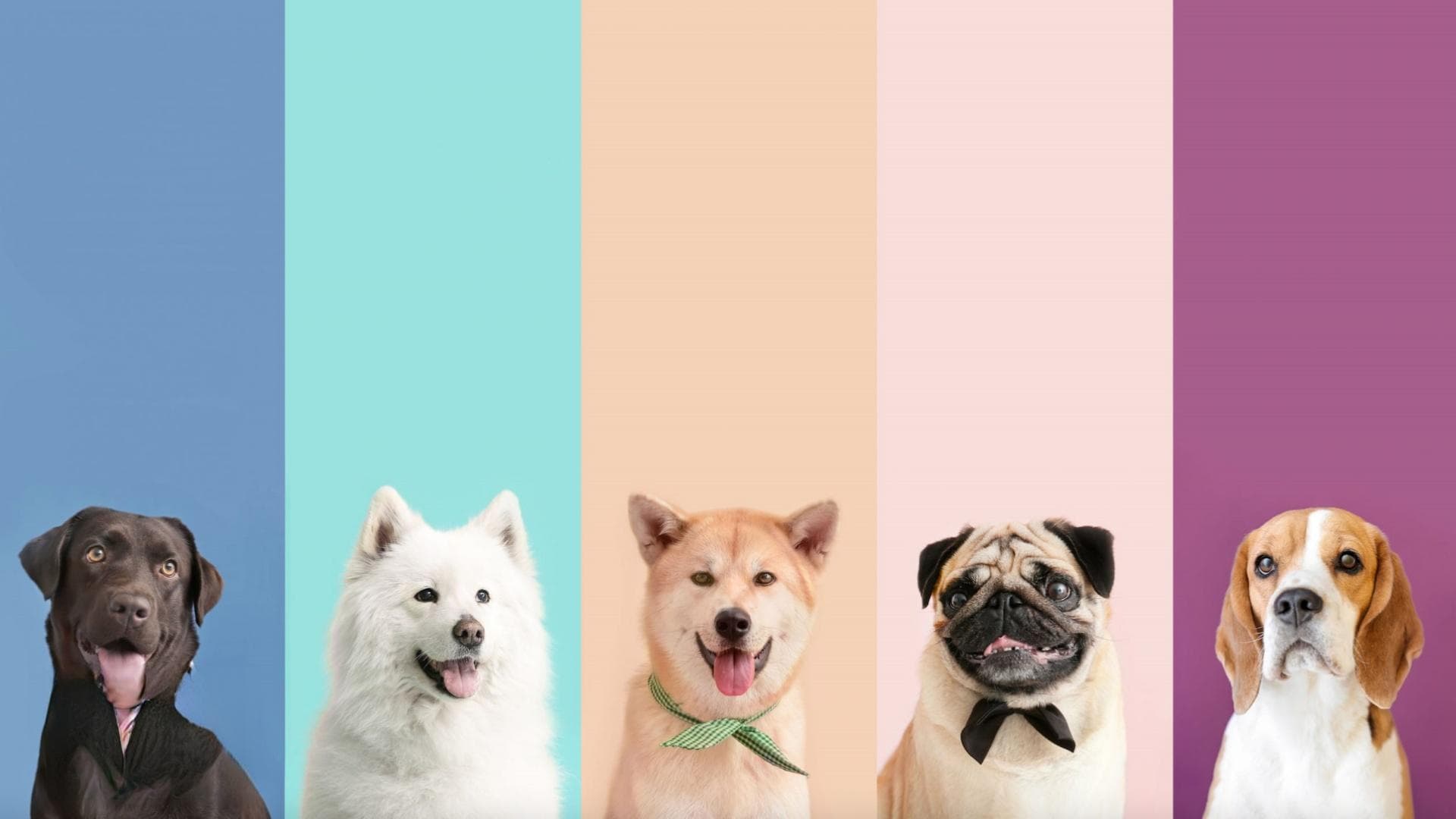 揭秘狗狗的视觉世界：它们能看到哪些颜色？