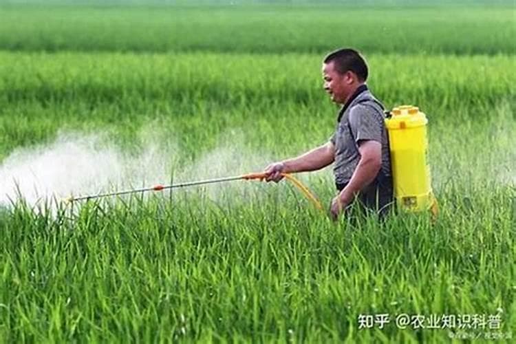 田间守护者：乳油型农药的高效使用指南