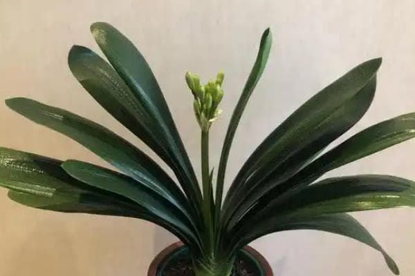 君子兰为什么不开花？可能是这些原因导致