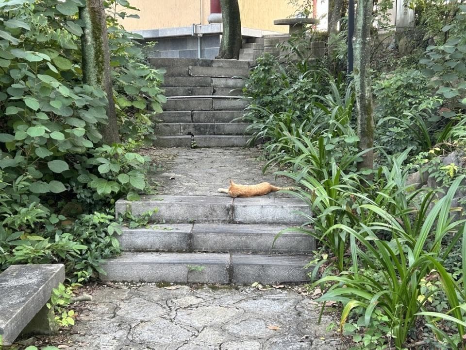 流浪猫城市管理指南｜遇到流浪猫的正确做法