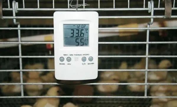 蛋鸡育雏育成期管理要点：常见问题与应对方案