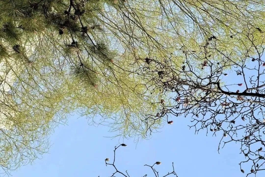 神秘的中医奇术——“祝由科”