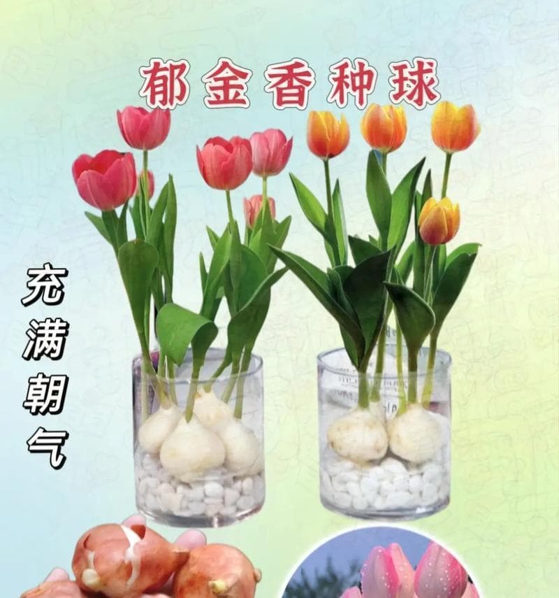 郁金香种球的保存方法（种球保存必须知道的15个注意点）