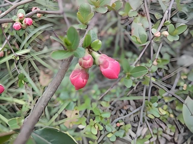 花苞和花蕾的区别是什么？分别在什么阶段会开放呢？
