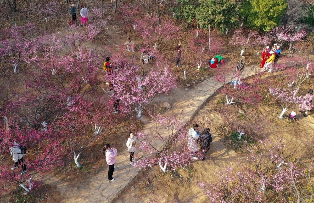 朵朵梅花吐芳香，襄阳市民奔赴浪漫之约