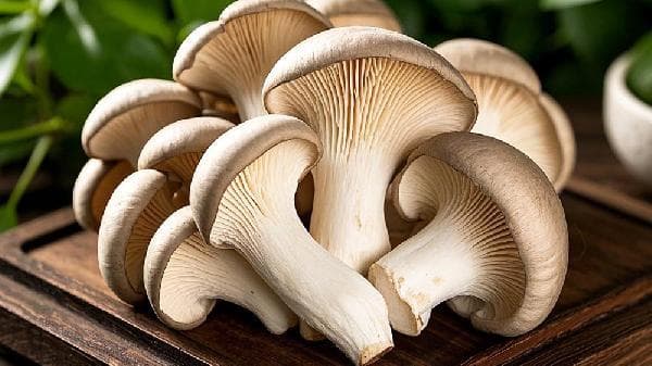 平菇半生不熟吃了会怎样