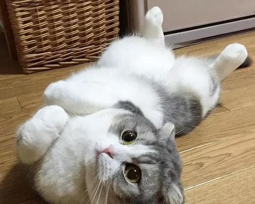 揭秘猫咪行为：从叫唤到打滚背后的科学解释