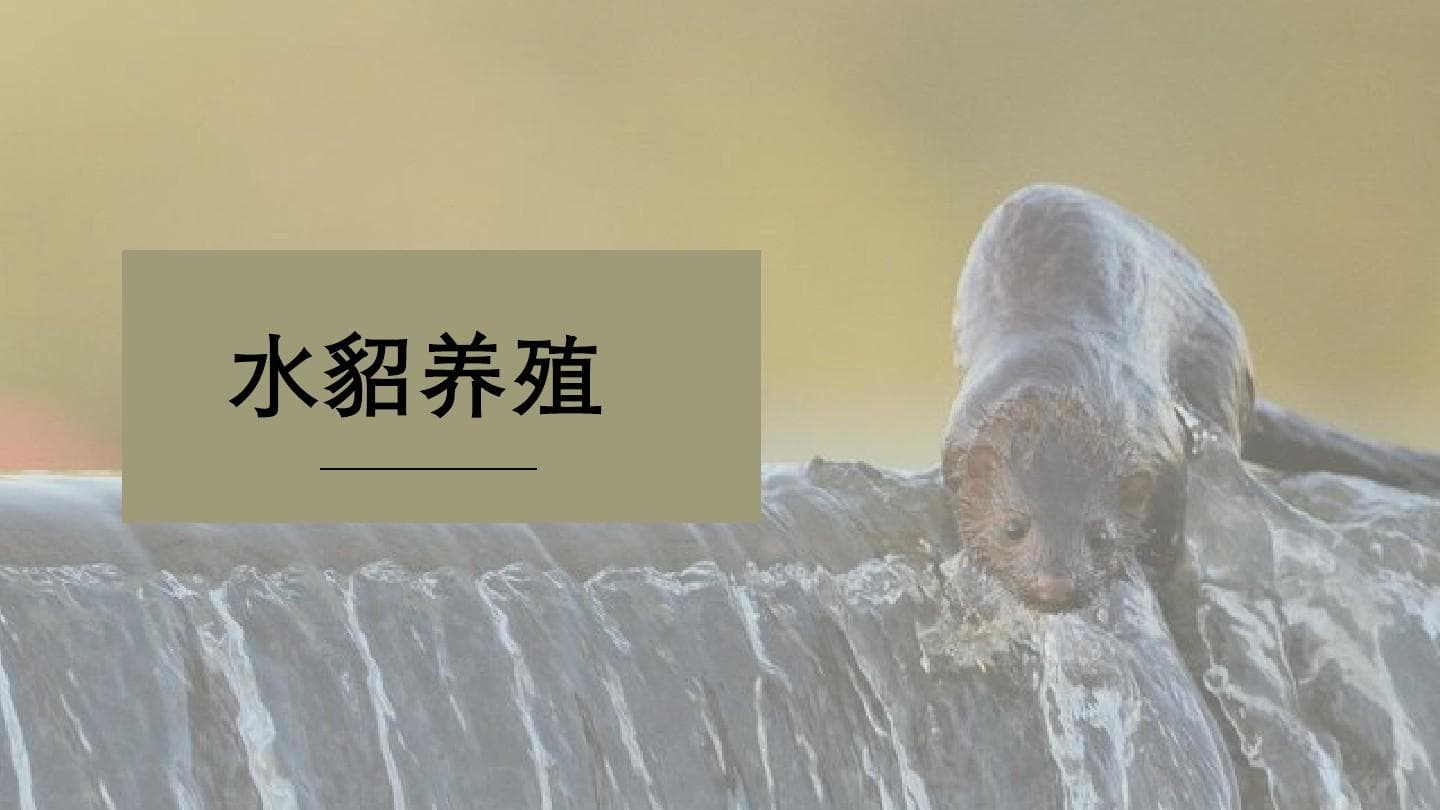 水貂养殖：从外貌特征到养殖方式的全面解析