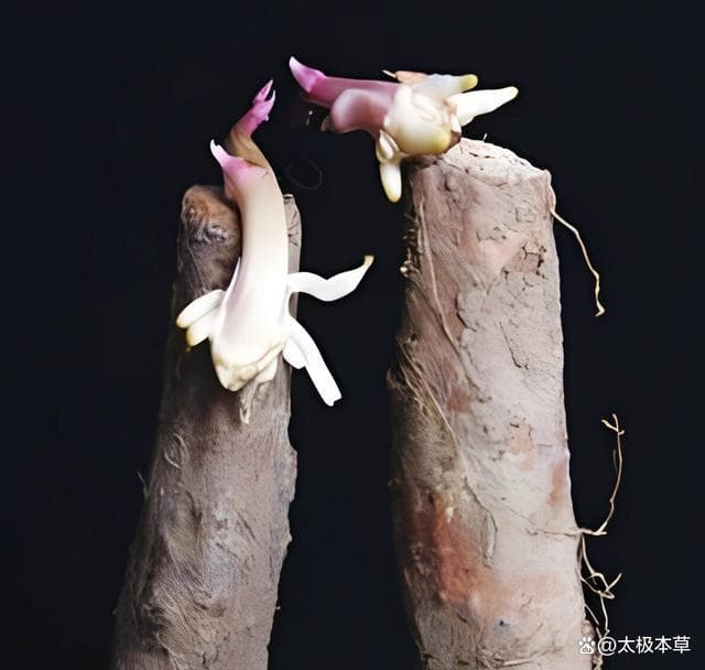 山药出芽还能不能食用