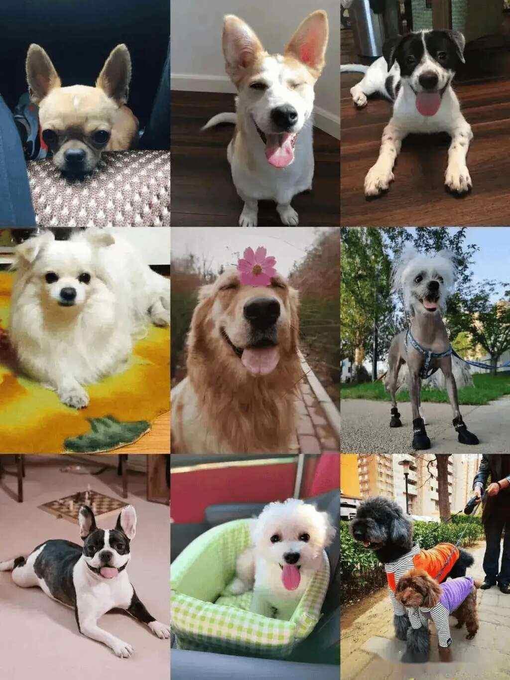 协和医生说|宠物犬引发的感染性疾病知多少?
