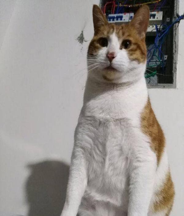 养橘猫？你准备好了吗？