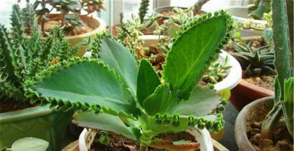 落地生根植物养殖方法与注意事项（打造美丽的绿植世界）