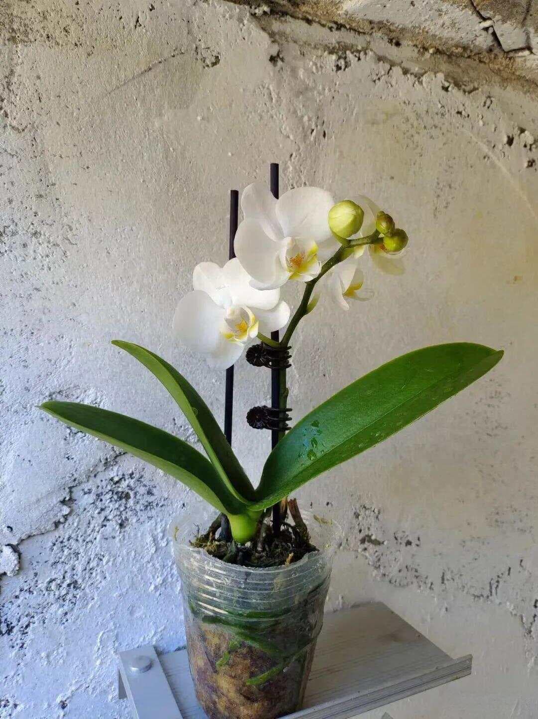 蝴蝶兰粗养指南：让娇贵的兰花变得粗壮，年年可开花