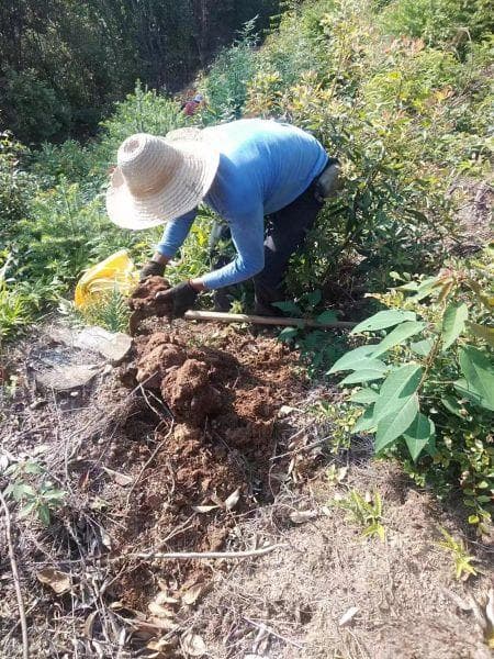 菌花添香 振兴有道——福建宁化县食用菌产业发展掠影