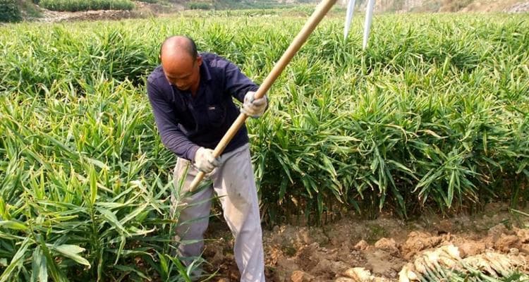 种植生姜的最佳时间（生姜栽种季节、环境要求、栽培方法详解）