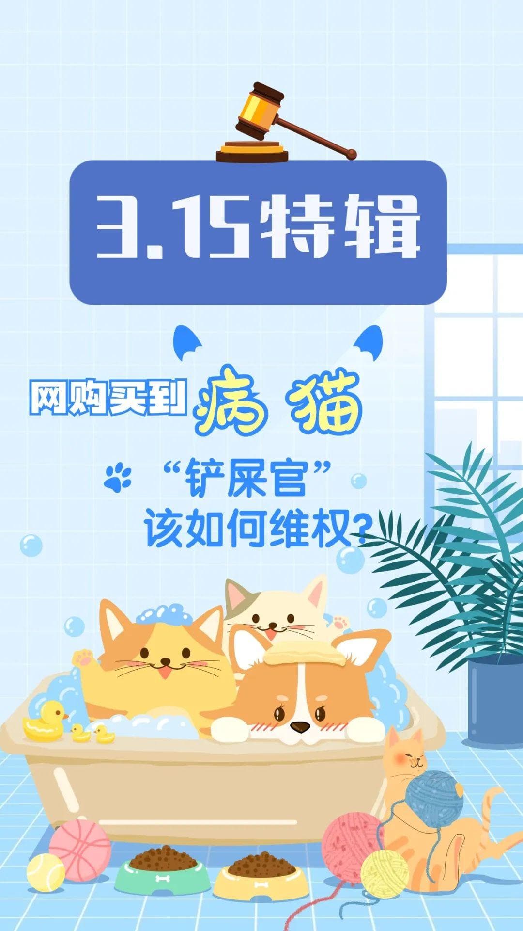 网购买到"病猫"，"铲屎官"该如何维权？