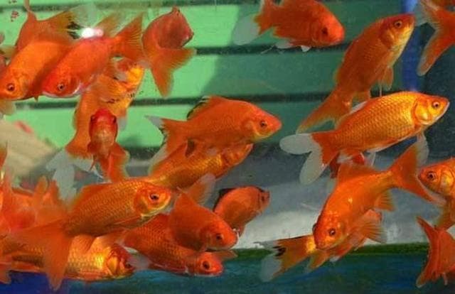什么鱼最好养活观赏鱼（6 种最容易饲养的观赏鱼品种）