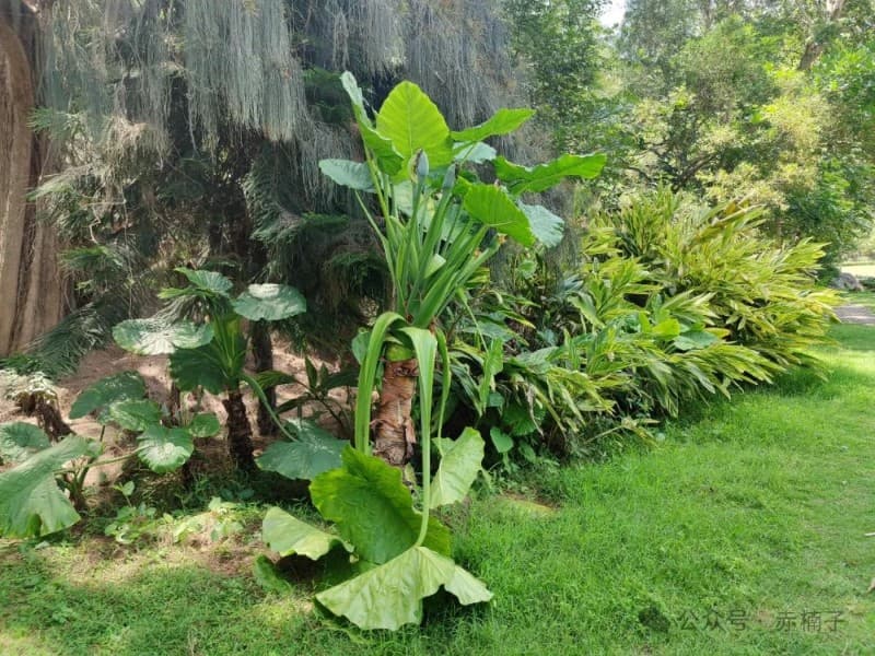 大野芋：野生的是濒危植物，美味的小众蔬菜！