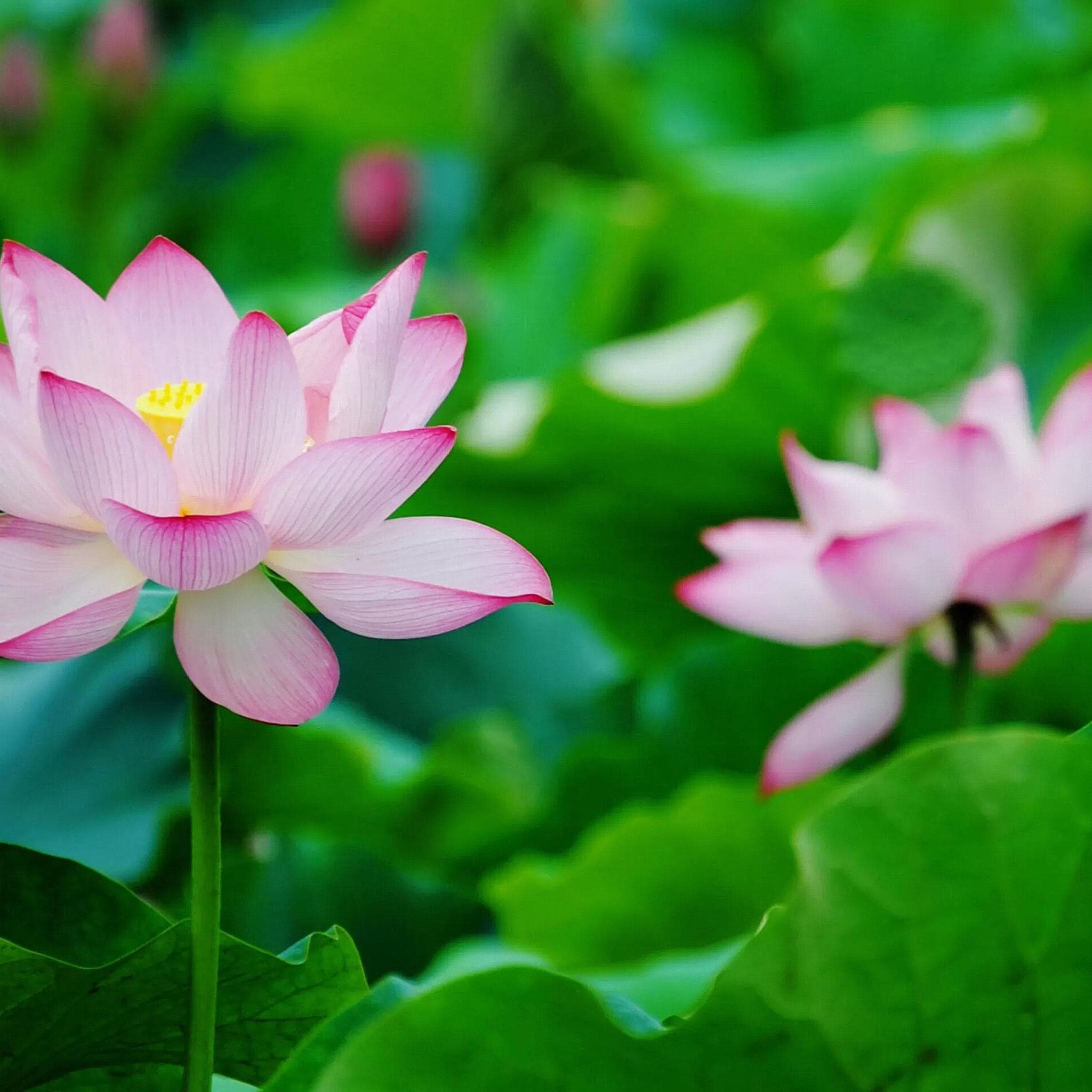 佛寺里面一般种什么花（6款“寺庙”独有的花卉，每款都是药材）