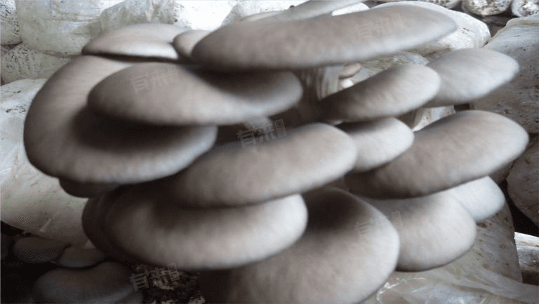 炸蘑菇热量：高热量美食的食用指南