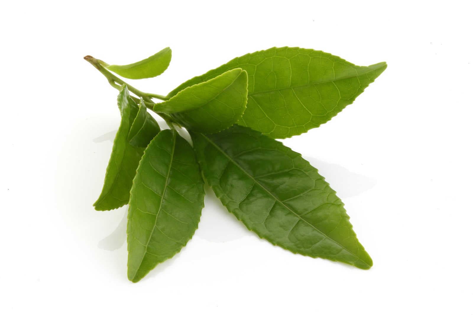 山茶花为什么落叶（山茶花落叶是什么原因）？