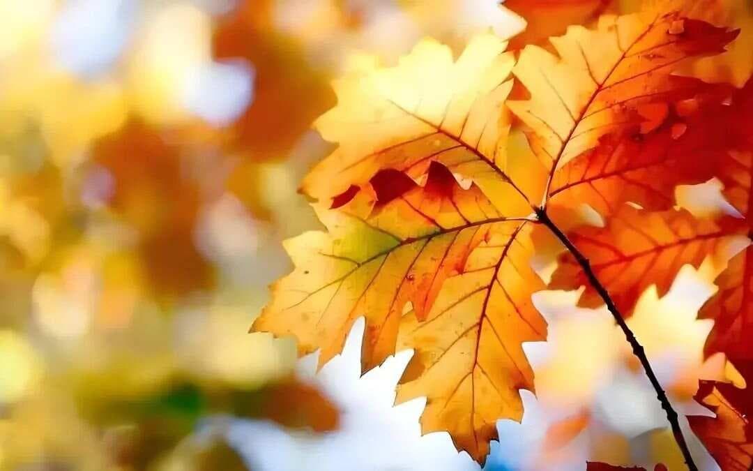 秋季适合喝的四种茶