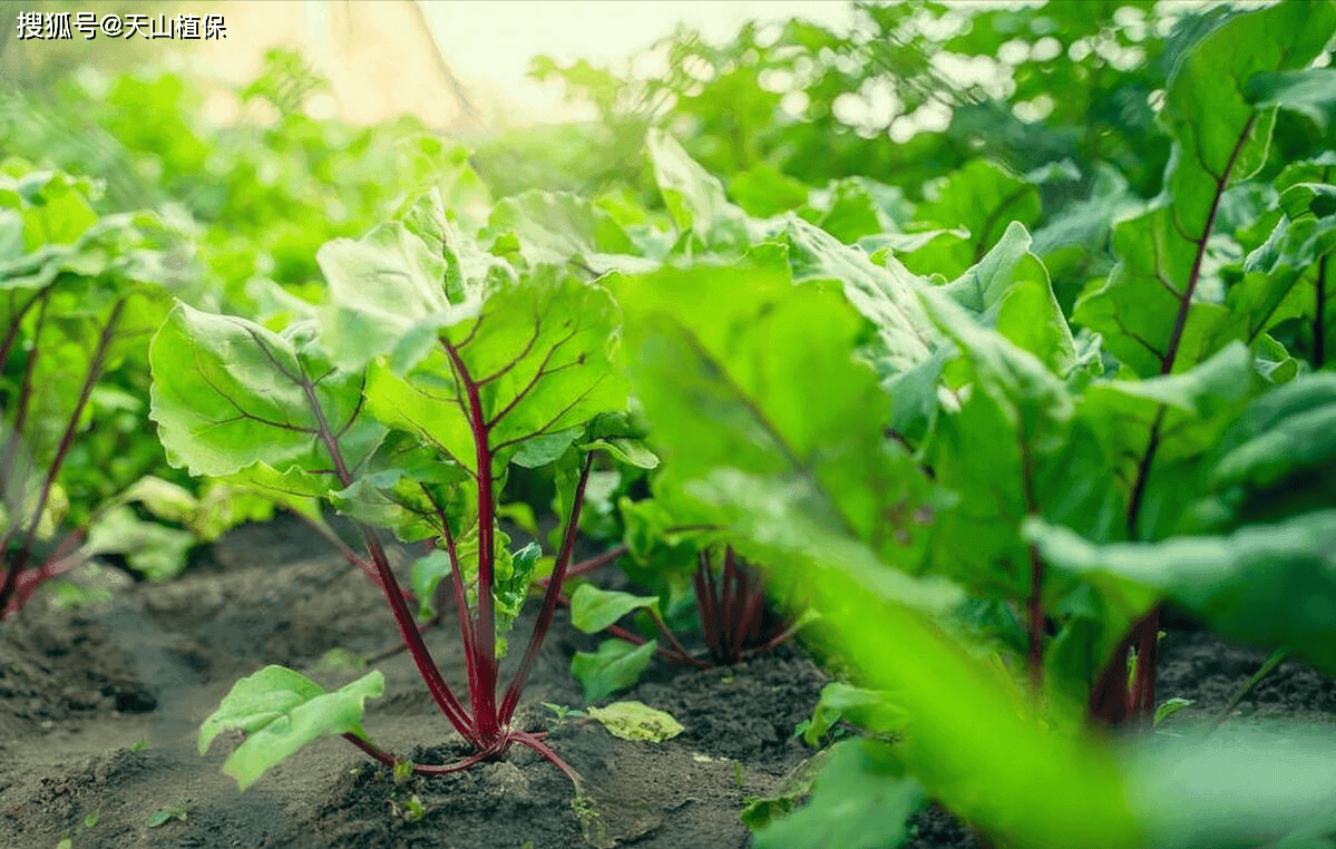 红菜苔种植时间和方法详解