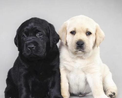 拉布拉多犬性格特点是什么？如何训练它们？