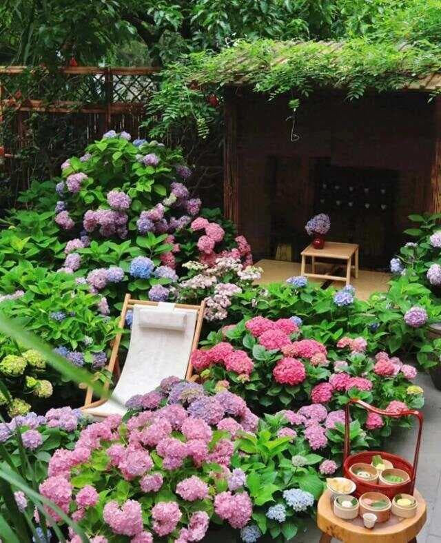 选择适合您的爬藤植物：六种常见植物的优缺点分析