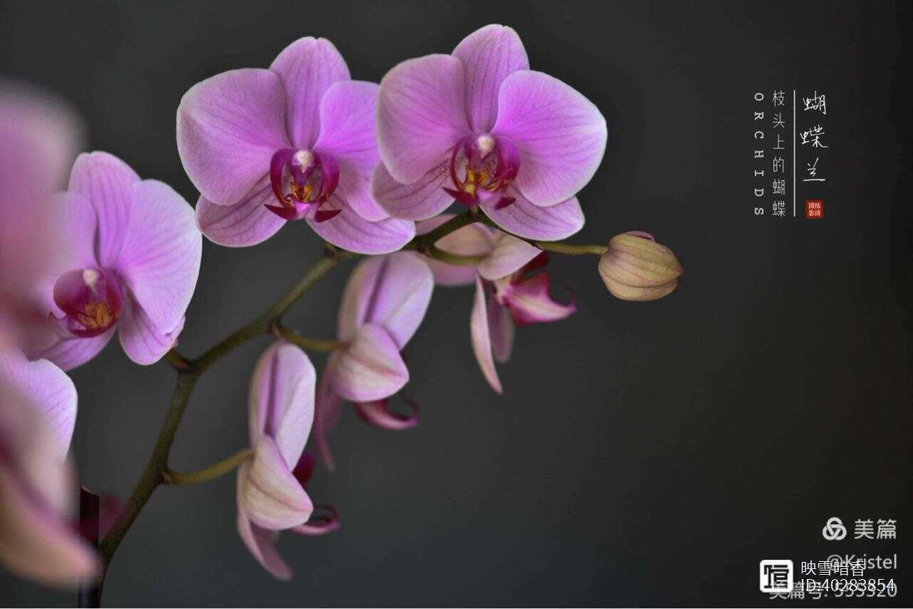 蝴蝶兰的花朵结构