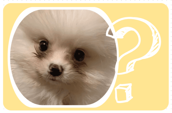 博美犬泪痕严重怎么去除？