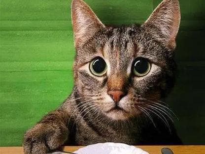 猫咪可以吃白菜吗（探讨猫咪的膳食需求）