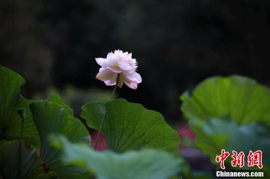 《爱莲说》如何在千年时光中成了不朽的经典？
