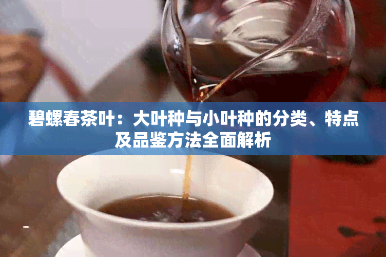 碧螺春茶叶：大叶种与小叶种的分类、特点及品鉴方法全面解析