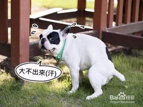 狗狗便秘怎么办？14个原因及解决方案全解析