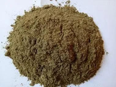 杜比亚蟑螂：一种受欢迎的宠物饲料昆虫