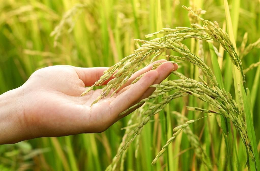 水稻肥料：钾肥什么时候施肥最科学？附自制有机肥方法及用法