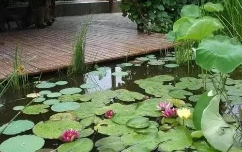 庭院水景的植物配置